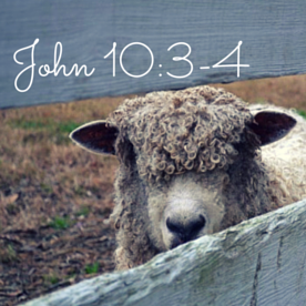 John 10-3-4